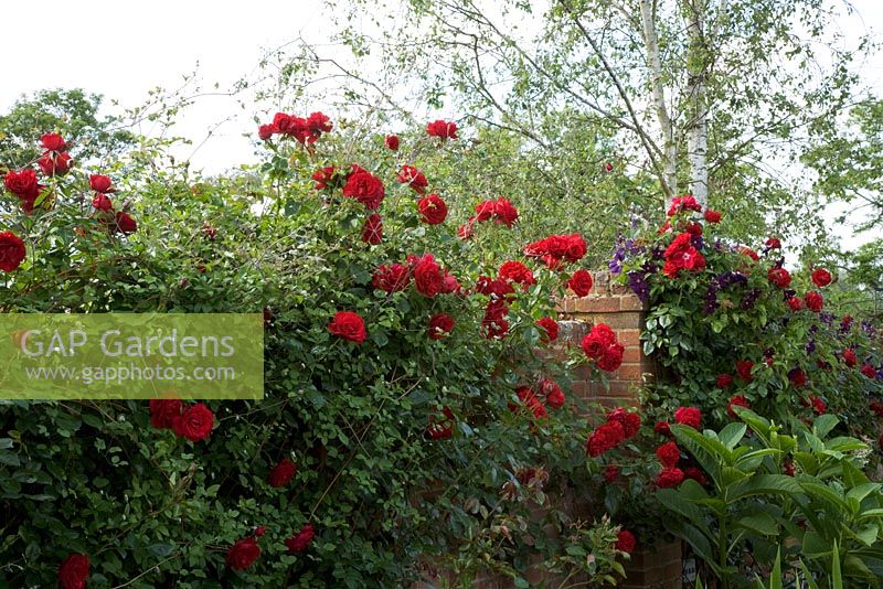 Rosa 'Danse de feu' fleurit dans un jardin clos ensoleillé