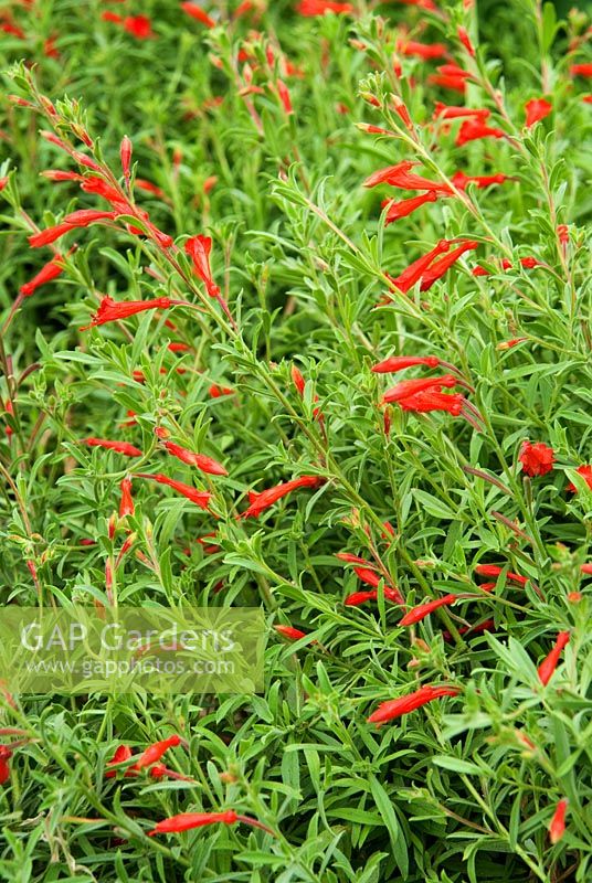 Zauschneria californica 'Western Hills', Sir Harold Hillier Gardens / Hampshire County Council, Romsey, Hants, Royaume-Uni