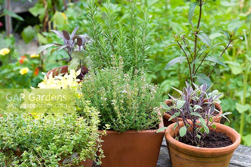 Herbes culinaires en pots sur table - Thym, Romarin, Marjolaine, Menthe et Sauge