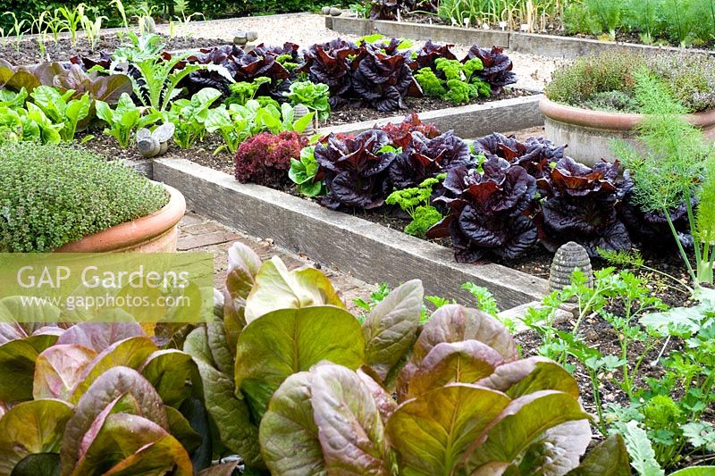 Potager décoratif avec bordures de légumes surélevées au début de l'été avec des cultures de salade, y compris Lactuca - laitue rouge Cos
