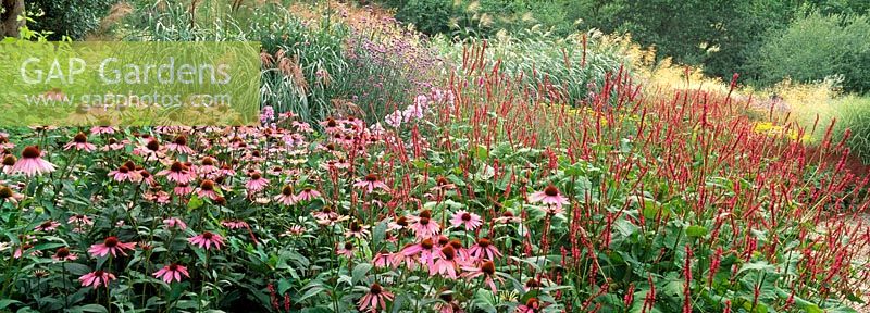 Prairie meadow plantation de plantes vivaces et d'herbes mixtes à Highcroft Gardens, Cornwall