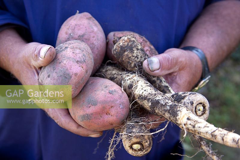 Pommes de terre et panais nouvellement récoltés. Bere allotissements