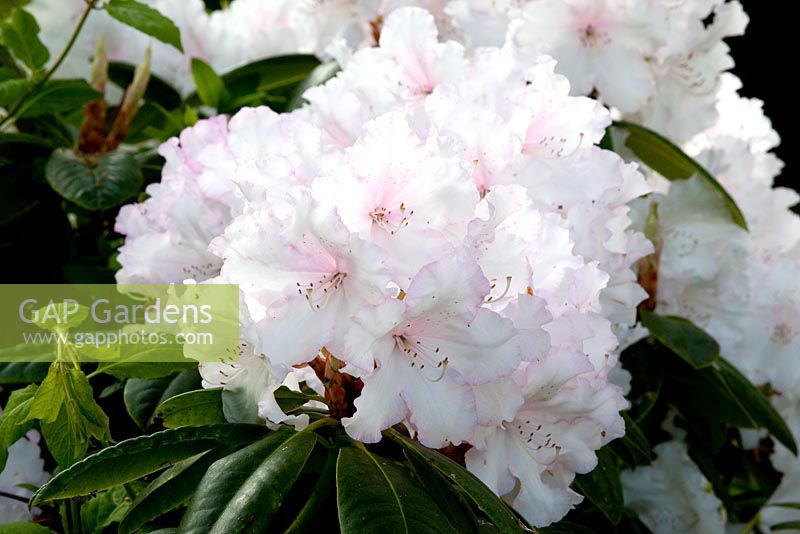Rhododendron 'Hoppy '. Mallards Garden, mai