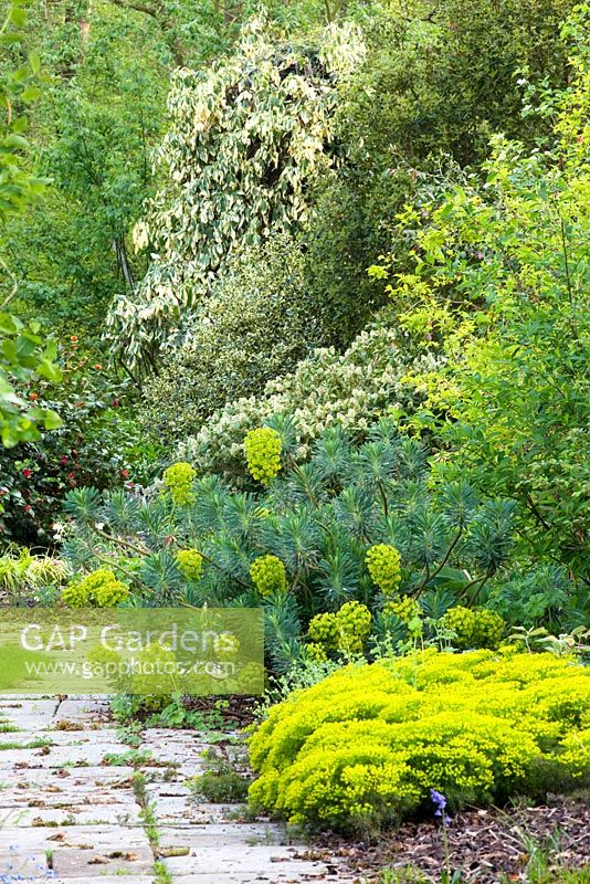 Euphorbia palustris avec Euphorbia characias 'Wulfenii '. Mallards Garden, mai