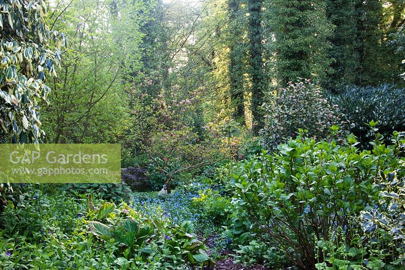 Plantation herbacée mixte à côté d'un bois de hêtre. Jardin des canards colverts, mai