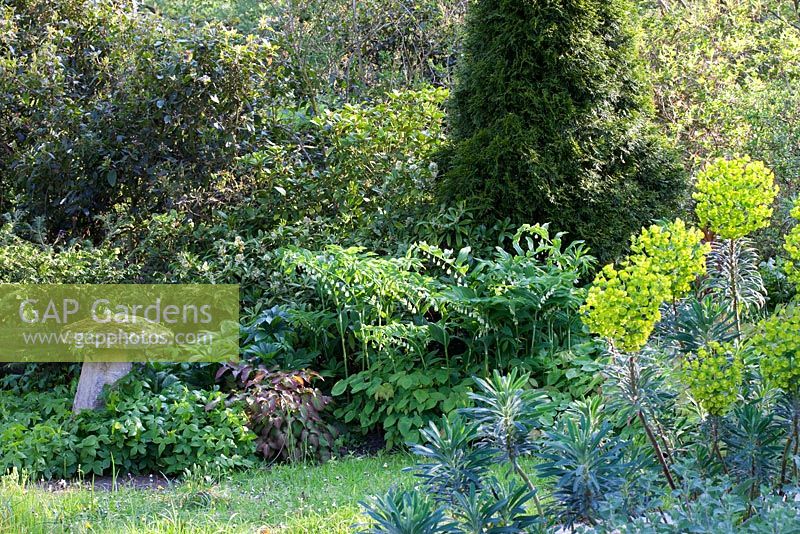 Euphorbia characias 'Wulfenii', Polygonatum - Solomons Sceau et pierre à cheval. Jardin des canards colverts, mai