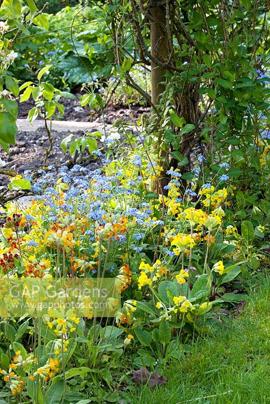 Primula veris - Cowslips and Myosotis - Forget me nots, poussant sous le vieux Malus - Pommier. Jardin des canards colverts, mai