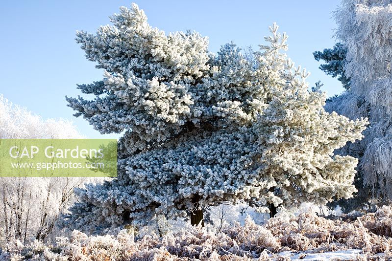 Arbres givrés au début de l'hiver. Cannock Chase Country Park, Royaume-Uni
