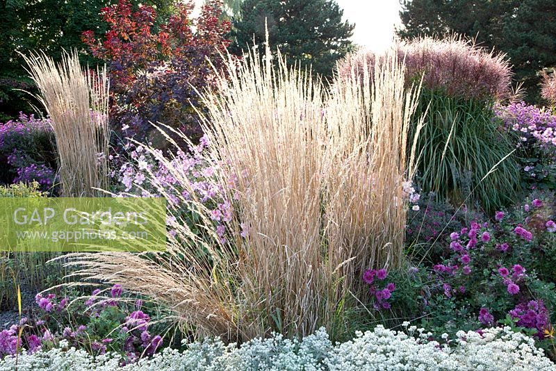 Parterre d'automne d'anémones, Anaphalis triplinervis et Calamagrostis