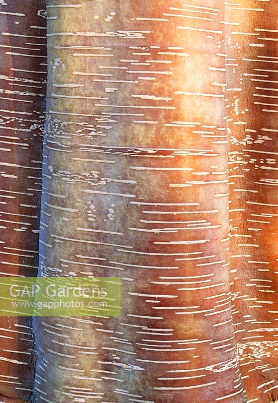 Détail de l'écorce de Betula albosinensis