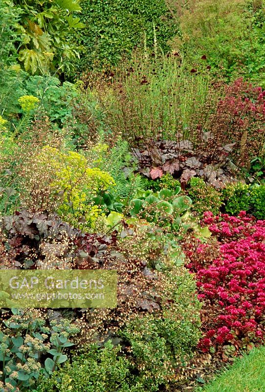 Parterre de fleurs avec Sedum spurium 'Purpureum', Bergenia, Heuchera, Euphorbia, Buxus - Box. Jardin Fovant Hut, Wilts