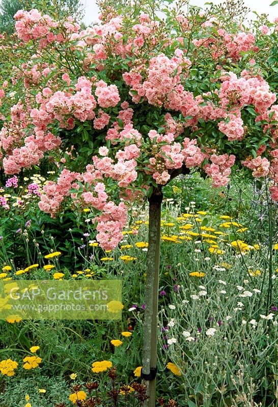 Rosa 'The Fairy' formée comme standard dans le Potager Garden. Jardins RHS, Rosemoor