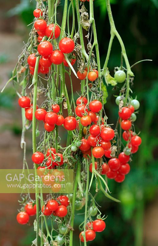 Couper les tiges de la tomate de taille en marbre 'Des centaines et des milliers' suspendues pour mûrir dans une serre à la fin de la saison