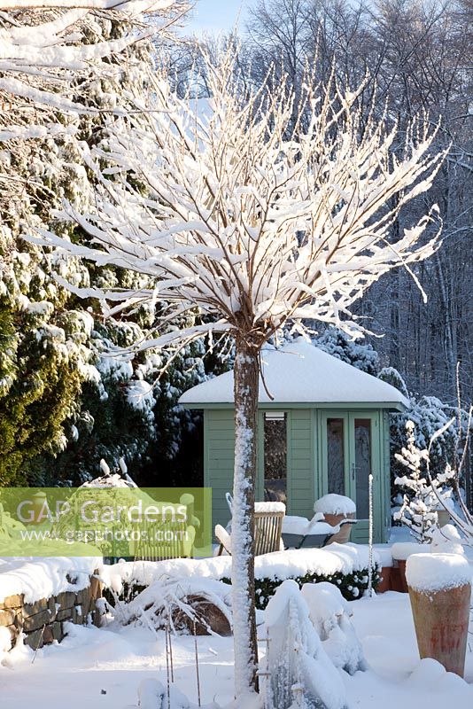 Jardin de campagne dans la neige avec des arbres de Robinia pseudoacacia 'Umbraculifera'