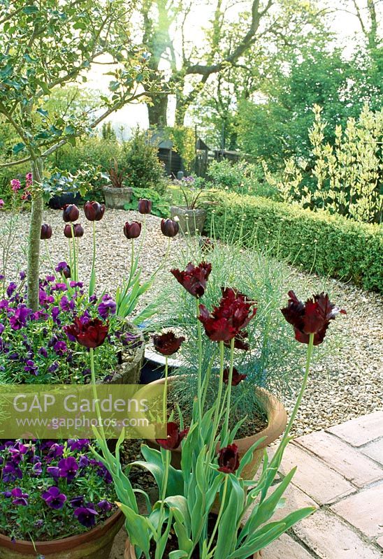 Tulipa 'Black Parrot', 'Queen of the Night' en pot, vue sur jardin jusqu'à poulailler. Fin du printemps, Fovant Hut Garden, Wilts.