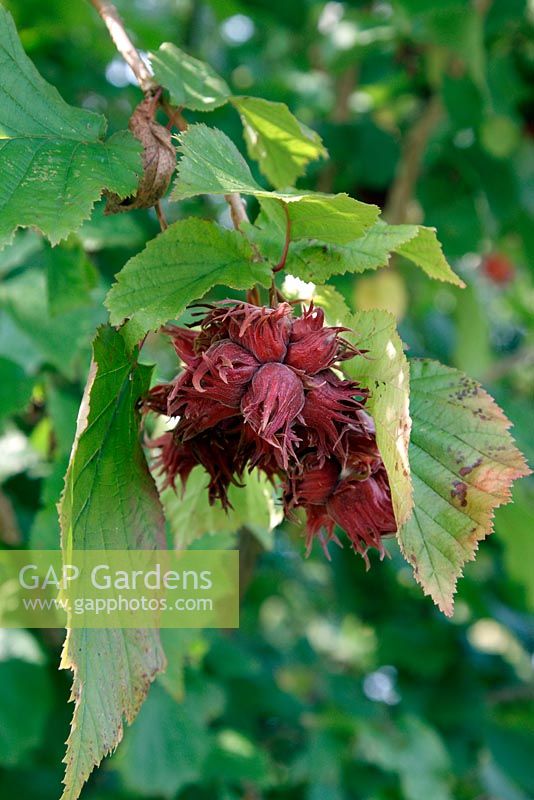 Corylus maxima 'Filbert rouge' à la fin de l'été