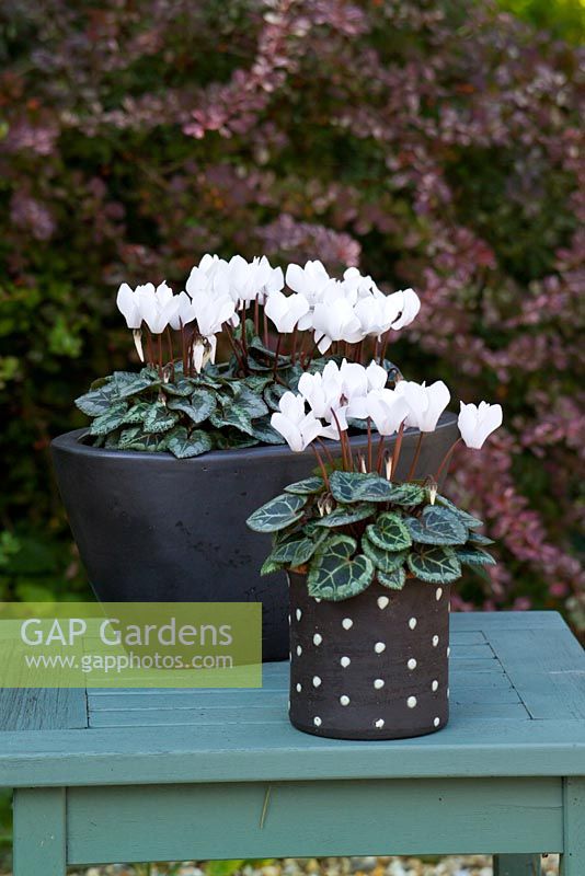 Cyclamen hederifolium - Cyclamen rustique, en pots tachetés noirs et blancs.