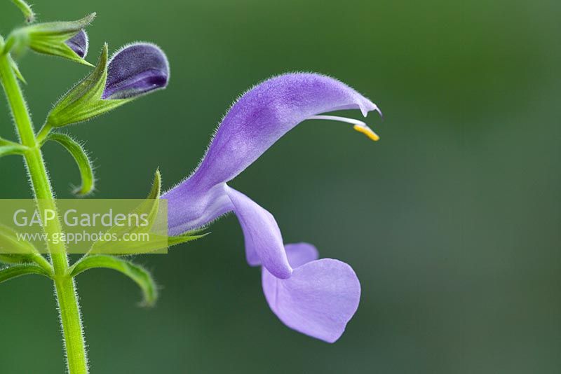 Salvia patens 'Lavender Lady'