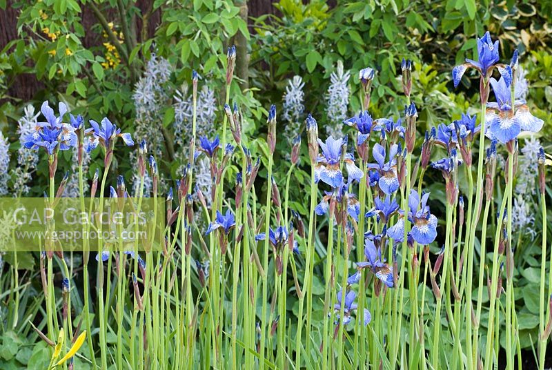 Iris sibirica - Dyslexie - Une barrière au jardin de l'éducation, RHS Chelsea Flower Show 2010