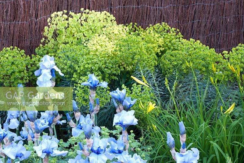 Iris 'Jane Phillips' avec Euphorbia et Hemerocallis - Dyslexie - Une barrière au jardin de l'éducation - RHS Chelsea Flower Show 2010