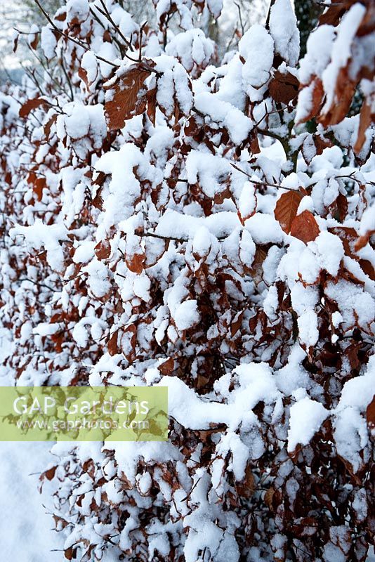 Fagus sylvatica - Haie de hêtres cuivrés sous la neige
