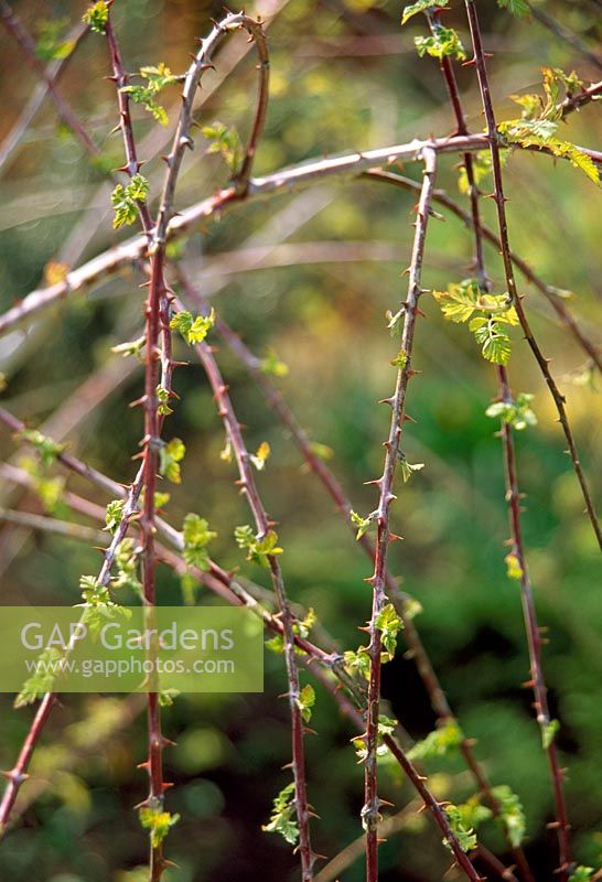 Rubus cockburnianus 'Golden vale' au début du printemps