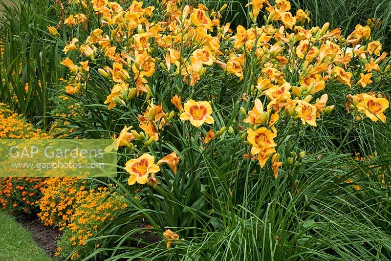 Parterre d'été avec Hemerocallis 'Bonanza' et Tagetes 'Tangerine Gem' fleurissant en juillet - The Savill Garden, Windsor Great Park