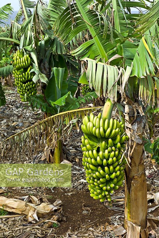 Musa - L'industrie de la banane est un élément essentiel de l'économie locale dans la région de Puerto de la Cruz vers la vieille ville historique de La Orotava, Tenerife