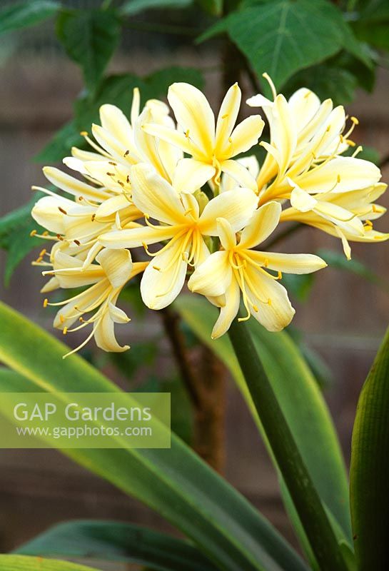 Clivia miniata 'Citrina'