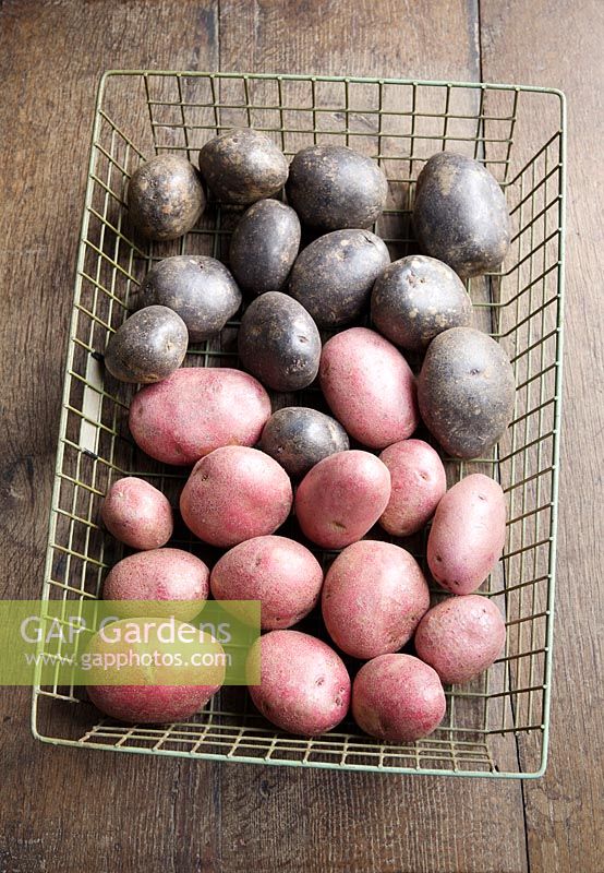Pommes de terre 'Purple Majesty' et pommes de terre patrimoniales 'Red Duke of York'