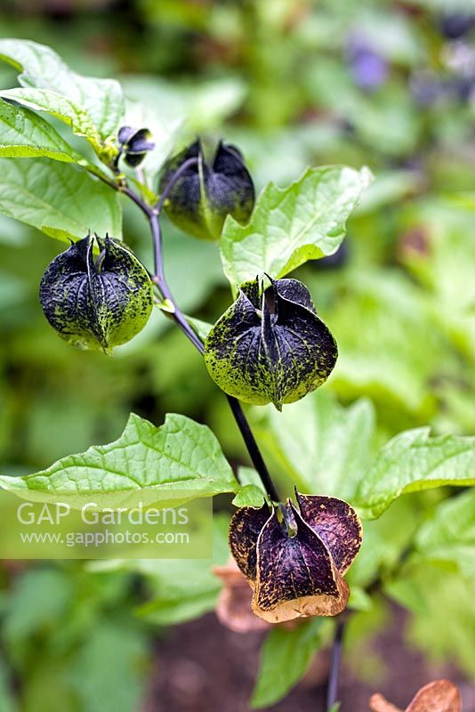 Nicandra physaloides - Shoo-Fly Plant
