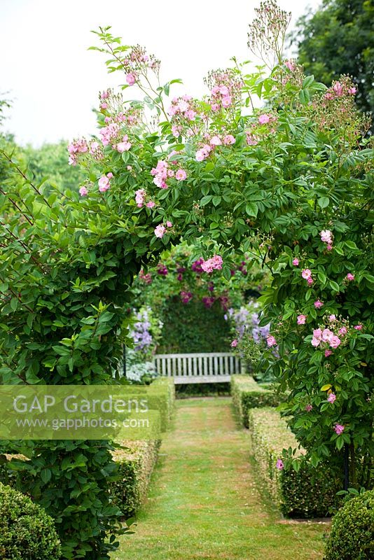 Jardin Rosalie Fiennes dans le Somerset avec Rosa 'Minnehaha' poussant sur arc en potager parterre