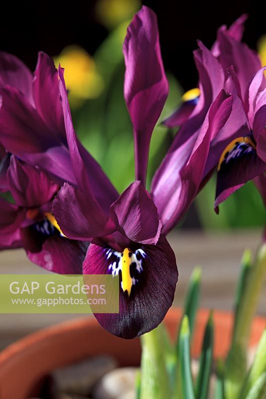 Iris nain histrioides 'George' poussant dans un pot en terre cuite