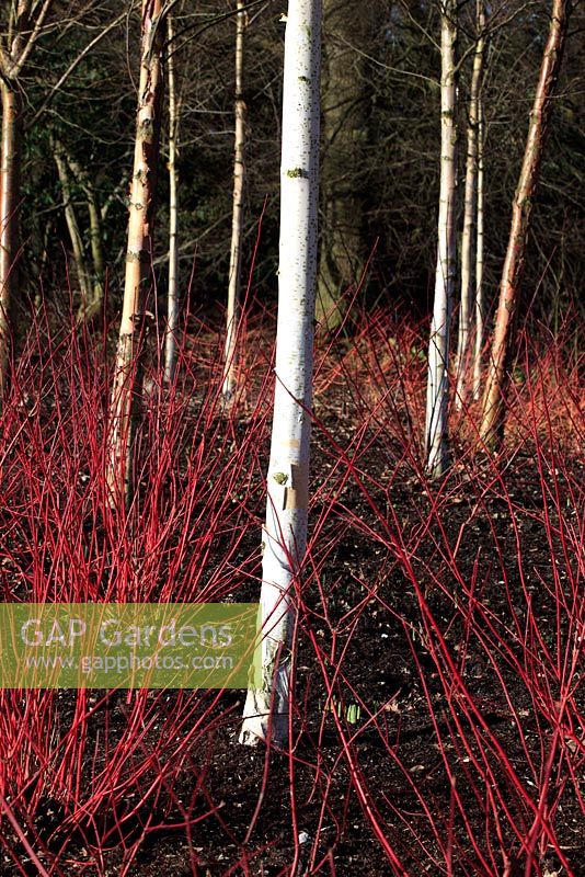 Hiver à RHS Harlow Carr - Tiges colorées de Red Cornus alba 'Aurea' et Troncs d'arbres à écorce blanche de Betula albosinensis 'Fascination'