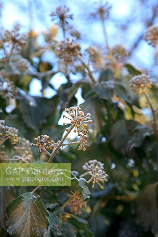 Feuilles givrées et têtes de graines de Hedera colchica 'Coeur de soufre'