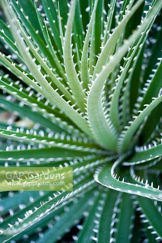 Bromeliaceae puya chilensis