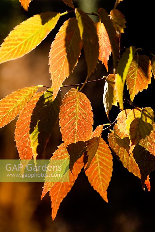 Zelkova serrata rétroéclairé en novembre