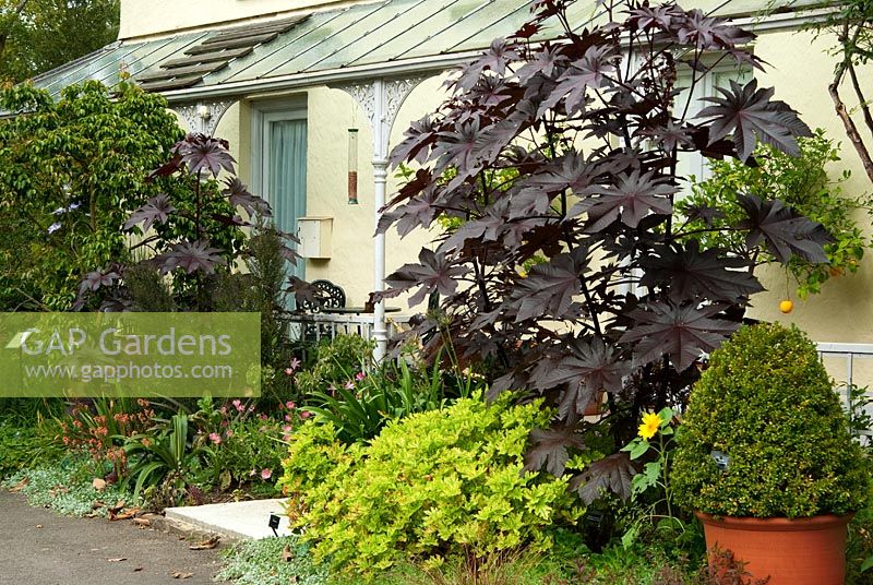 Ricinus communis 'New Zealand Purple' avec boîte clippée, Arctotis et Pelargoniums - RHS Garden Rosemoor, Great Torrington, Devon, UK
