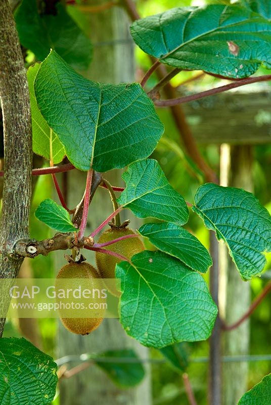 Actinidia deliciosa 'Hayward' - RHS Garden Rosemoor, Great Torrington, Devon, Royaume-Uni