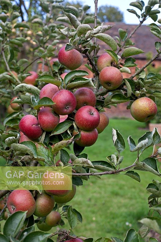 Malus - Pomme 'Court Pendu Plat' - la plus ancienne variété de pomme connue en Grande-Bretagne depuis l'époque romaine
