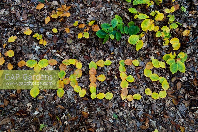 Le mot arbres énoncés dans les feuilles d'automne sur un plancher de bois anglais