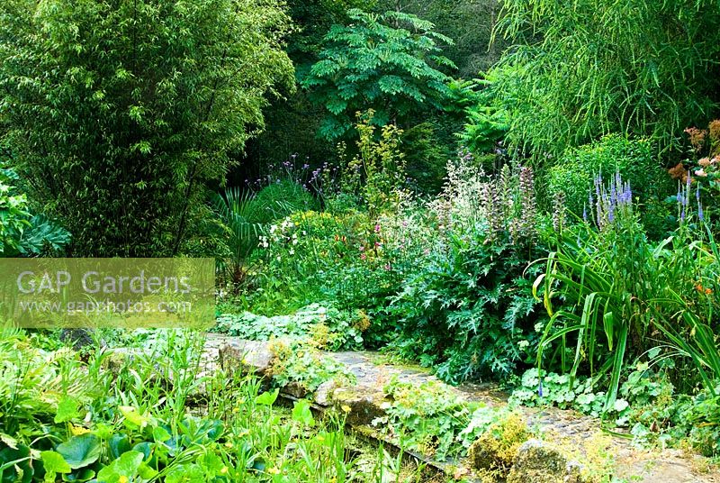 Étang avec fougères, nénuphars, Alchemilla mollis et bambous et aralias au-delà. Jardin Pinsla, Cardinham, Cornwall, UK
