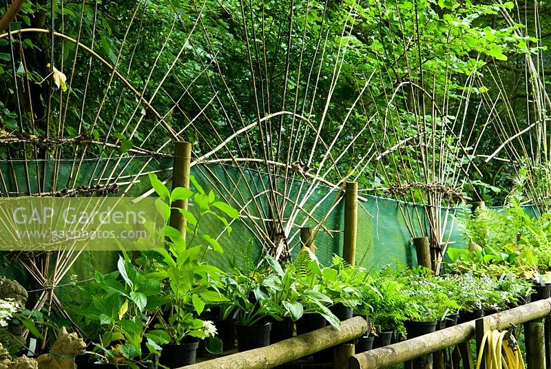 Zone de vente de fougère avec façonnage de bambou derrière - Pinsla Garden, Cardinham, Cornwall