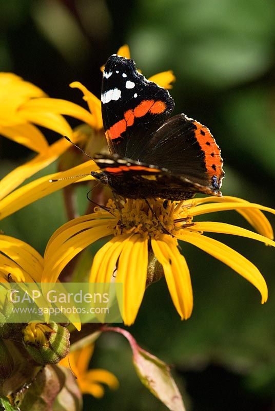 Papillon amiral rouge Vanessa atalanta, sur Ligularia dentata 'Desdemona' - Jardin Pinsla, Cardinham, Cornwall