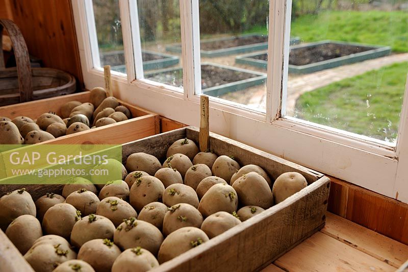 Couper les pommes de terre de semence précoces, variété 'Swift' dans un plateau en bois sur le banc du cabanon