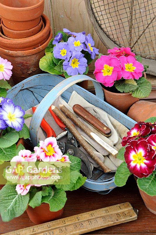Polyanthus de printemps sur la table de rempotage avec des pots en terre cuite et des articles de jardinage