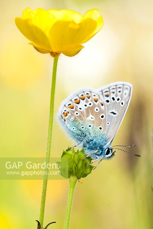 Polyommatus icarus - Papillon bleu commun mâle, sur Ranunculus Acris - Renoncule des prés, juin