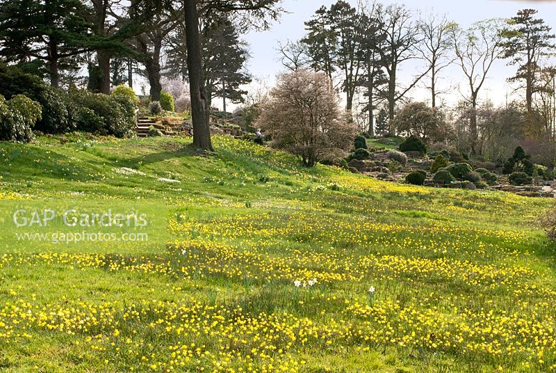 Narcissus bulbicodium en fleurs dans la prairie de fleurs sauvages des Alpes - RHS Gardens Wisley