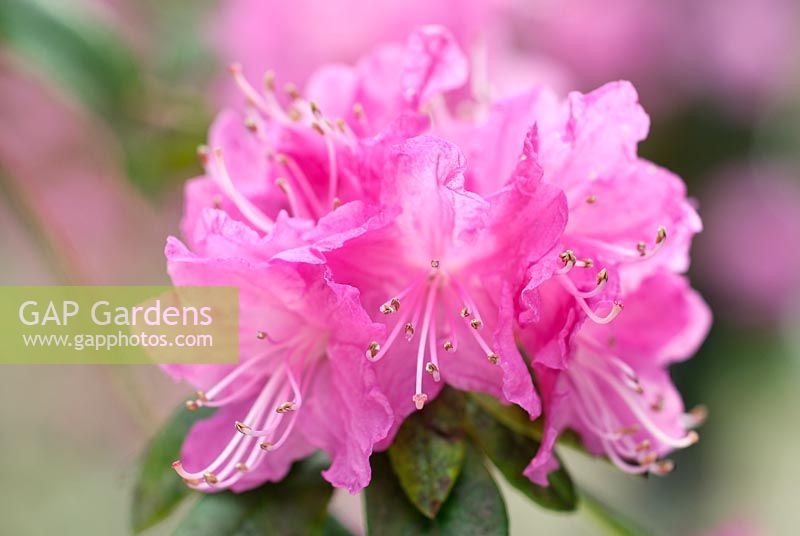 Rhododendron 'Ostara', avril