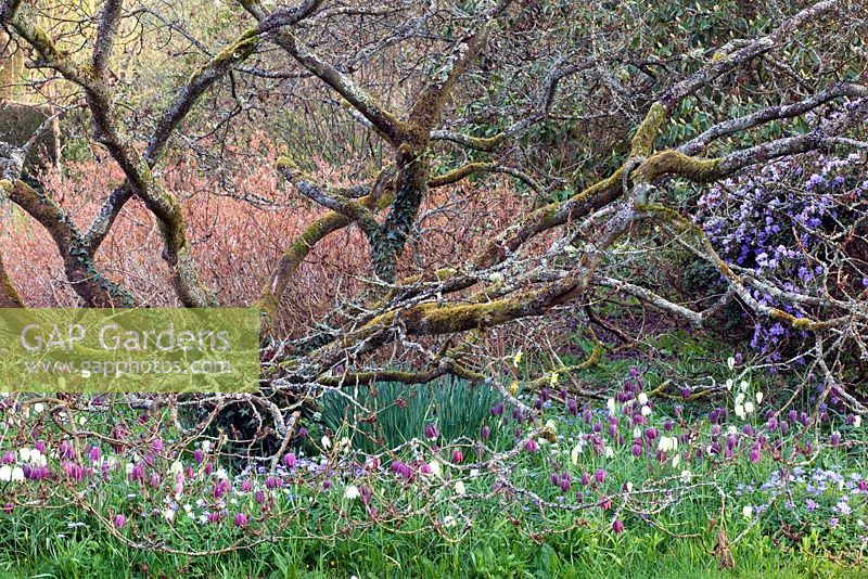Hamamélis à branches noueuses et torsadées, avec tapis d'Anemone blanda, Fritillaria meleagris et Diervilla sessilifolia - Bush Honeysuckle. Sharcott Manor, Wiltshire
